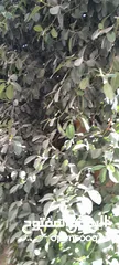  5 شجره مطاط زينا