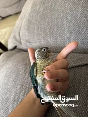 3 فرخين جرين شيك تركواز زق يدوي انتاج الاردن اليفات جدا باقي التفاصيل بالوصف