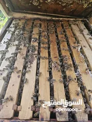  6 يوجد عسل طبيعي مكفول 100٪ من جبال عجلون _ عرجان سعر الكيلو 15 دينار + هدية علبة حبوب لقاح