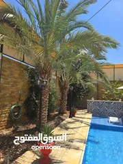  26 للبيع – فيلا نايا – الشونة الجنوبية