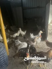  2 دجاج عربي قديم