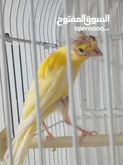  1 أربع حبات بناديك جنوبي عمر ثلاث شهور للتواصل زرقاء جبل طارق