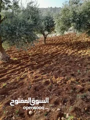  1 مقابل ثغرة عصفور مشجره زيتون 