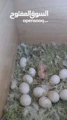 5 مطير روز البينو عين حمره