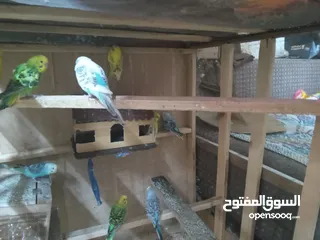  10 طيور الحب نوع البادجي بأحلى الألوان والأصوات