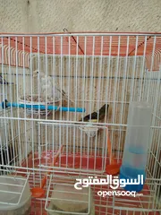  8 كناري جوز الذكر مقنبر زيتي مزبن الطيرة اغات سكني جاهزة فول لافا العش حبة طويلة منتجات