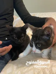  1 قطط للتبني Cats for adoption