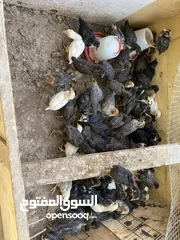  2 صيصان بلدي