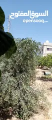  12 بيوت للبيع
