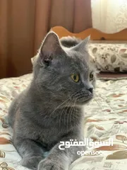  2 سكوتش للبيع انثى حامل من سكوتش كمان لببيع