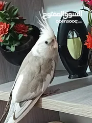  8 زوج كوكتيل وايت فيس
