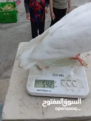  5 متاح لزبائنا الكرام زغاليل حمام بلدي وفرنسي  للأكل احجام سوبر جامبو وأوزان ممتازة التفاصيل بالوصف