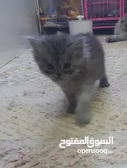  3 قطط صغيره للبيع