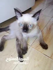  1 قطط سيامي بسعر معقول