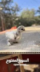  2 صيصان قطني وبراهمي للبيع