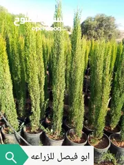  1 جميع انواع الاشجار الزينه والمثمره بأفضل الاسعار