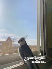  1 ببغاء كوكتيل وايت فيس للبيع