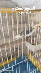  2 كوكتيل كروان ذكر