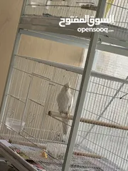  1 Cocktail albino love birds orange