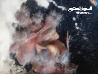  3 فراخ حسون فراخ حسون