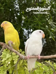  10 طيور البادجي  طيور الحب