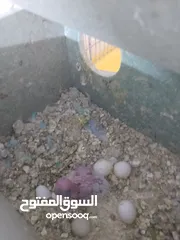  3 طيور حب للبيع
