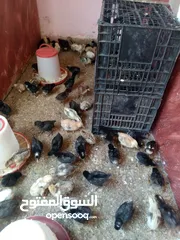  6 صوصان للبيع