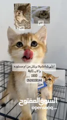  2 قطط مستوا حلو وبسعر رمزي