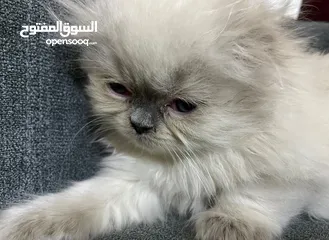  6 سكوتش فولد و مكس سكوتش فولد x هملايا