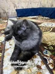  5 قطة شيرازي العمر 8 أشهر ملقح كامل تلقيحات