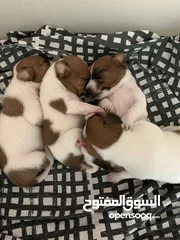  1 Puppies Jack Russell