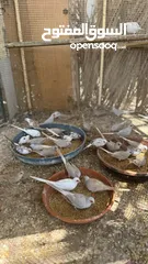  11 Dove bird pigeon دوف مكس للمهتمين للتربية منتج