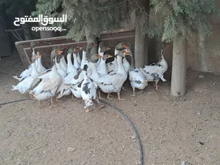  3 وز شغالة للبيع