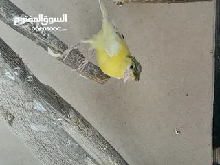  3 حبتين كنار أحمر واصفر مقرفل العمر شهرين
