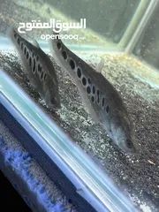  14 سمك زينه مفترس