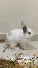  5 Beautiful Rabbit pair