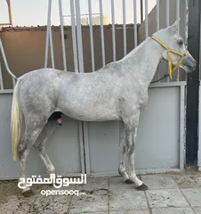  4 حصان مصري بيور معسوف وفي حرارة خفيفة والحصان متعلم تربيع ويطرب الخيال