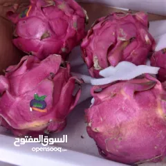  2 شتل فاكهه التنين