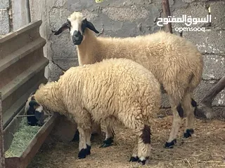  2 نعجة عشرا الله يبارك وتحتها خروف