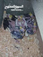  1 مجموعة فراخ كوكتيل