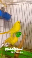  8 جواز وحبات طيور