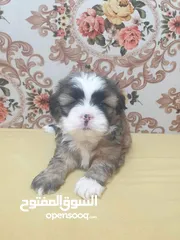  1 Puppy shihtzu mini