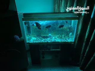  15 حوض سمك اوسكر كامل اغراضو للبيع
