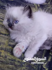  6 قطط نوعيات مختلفة في بغداد أقره الوصف