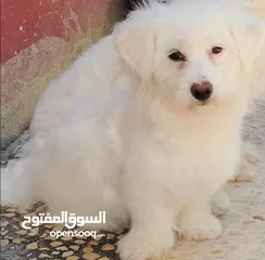  1 بسم الله ما شاء الله انثى ملتيز طفره سعر مناسب اقرا الوصف