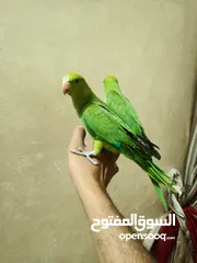  12 فرخين دره هندي حجم جامبو اعمار 3اشهر ونص اليفات 100%