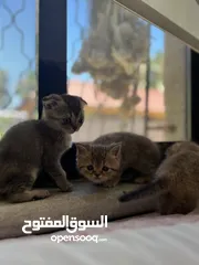  13 بسم الله ما شاء الله