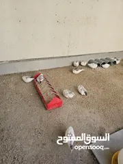  3 سمان صيني ( الملكي)