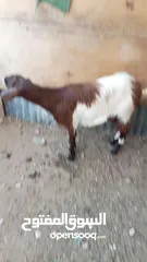  4 صخل صلاه النبي عليها اقرا الوصف