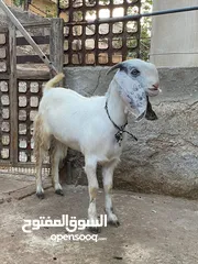  1 سخله شاميه بصلى على سيدنا محمد